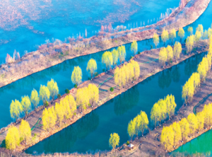 江苏省宿迁市泗洪县洪泽湖湿地国家级自然保护区内，春意盎然，生机勃勃。